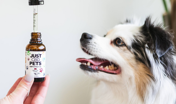 JUST CBD PETS 500MG BACON FLAVOR 30ML - The Society 